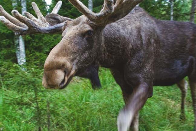 Meeting reindeer