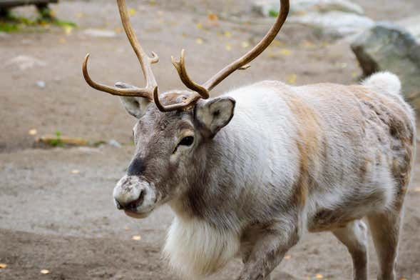 Stockholm Wildlife Safari